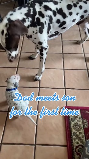 Heartwarming Moment: Dad Dalmatian Meets Son for the First Time