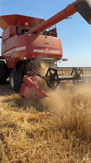 "Farmer threshing wheat crops with a combine machine during harvest season. 🌾🚜" #harvestingmachine "