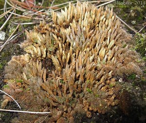 Selaginella densa - Alchetron, The Free Social Encyclopedia
