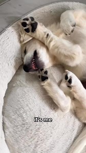 276K views · 6.6K reactions | the creamiest little bestie  | Louie the Cream | Facebook