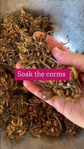 Ranunculus Planting Tips - Growing in the Garden