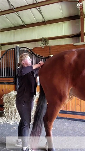 Your Horse Is Not Just Off: Why Stiffness, Resistance, and Hind End Weakness Happen
