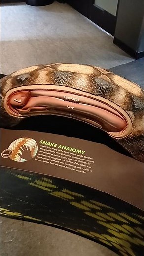 SNAKE ANATOMY