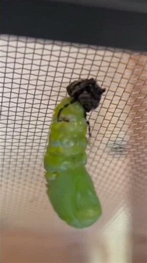 Monarch butterfly changing into a chrysalis. #metamorphosis #butterfly #monarchbutterfly #chrysalis