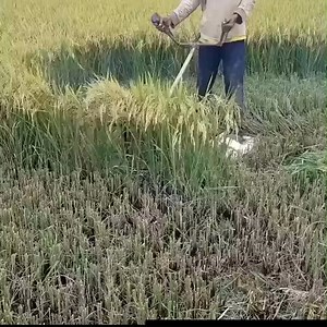 10K views · 51 reactions | Cutting rice with a hand-cut machine too fast 2022 Please join our group: Interesting Life | Magic Wood | Facebook