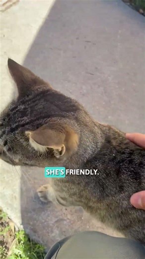 She was sleeping near the swimming pool