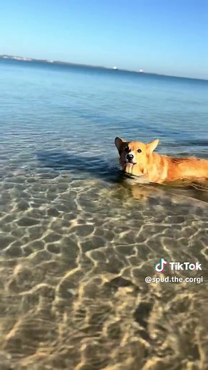 Spud The Corgi on TikTok