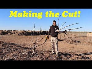 Pruning Fig Trees | Heavy Pruning for Production and Size