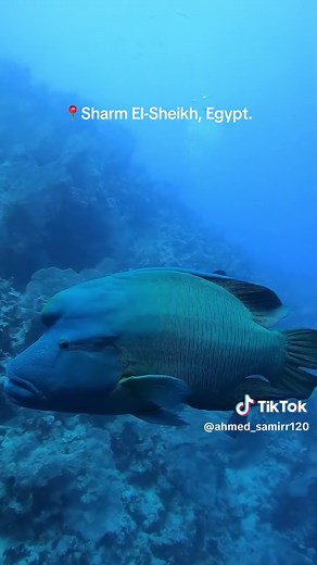 Discover the Majestic Napoleon Fish in the Red Sea