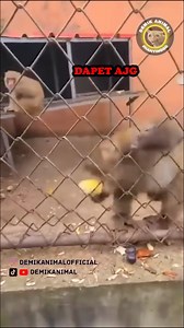 364K views · 10K reactions | PEMALAK TERTANGKAP KAMERA #reel #dubbing #dubbinglucu #dubbinghewan #dubbingbinatang #dubbingindonesia #demikanimal #demikanimalofficial | Goodquality Store | Facebook