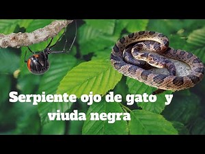 Me encuentro con viuda negra y serpiente ojo de gato | la araña mas peligrosa de México.