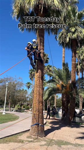 Phoenix Fire Department on Instagram: "Phoenix Fire technical rescue crews practicing rescue techniques for palm tree rescues. Always ready to go!"