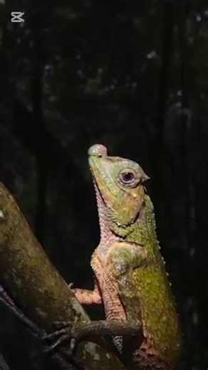 Wild Sri Lanka: Meet the Amazing Animals of the Island 🇱🇰💗 #wildlifelovers #youtubeshorts #viral