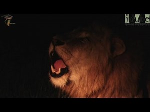 Male Lion Roars Fiercely At Night