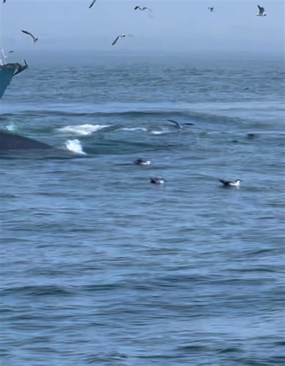 88K views · 2.3K reactions | Cape Cod, Massachusetts | Cape Cod, Massachusetts | Facebook