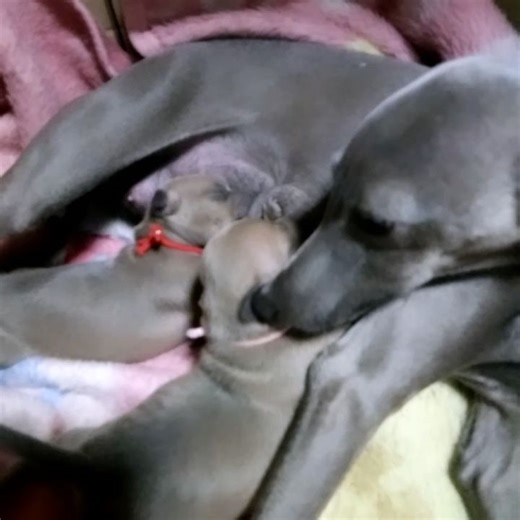 松村 文子 on Instagram: "可愛いパピ－ちゃんたち、乳首を喉の奥まで入れて、前足でグイグイとおっぱいを押して👌たくましく生きる生命力です。 カッコよく美しい女性は(妊娠中)母親になると優しいママに変身します💕 生まれてきてくれて、ありがとう🎉"