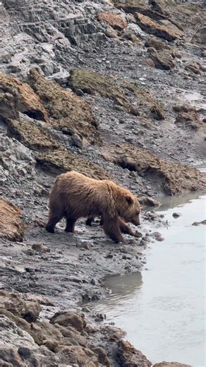 3.1K views · 8.4K reactions | Mom and cubs make a quick stop for some water. #alaska #bear #wildlife #wildlifephotography #cubs | David Rasmus Wildlife Photography | Facebook
