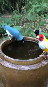 101K views · 2.7K reactions | Our Beautiful and Wonderful Nature. | Incredible Nature | Facebook