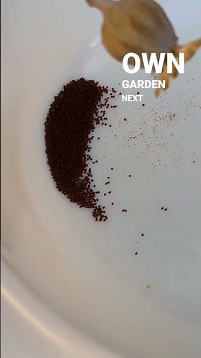 Easy Poppy Seed Harvesting! (Video Tutorial) 🌻