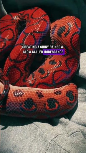 The Rainbow Boa: A Snake that Glow #snake #facts #shorts