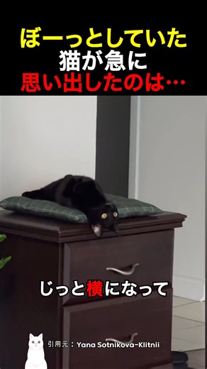 ぼーっとしていた猫が急に思い出したのは…
