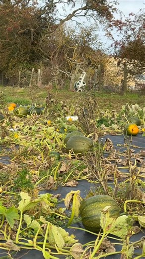 On the way back from lunch in Alnwick today we noticed this small PYO Pumpkin 🎃 Patch just off the A1 signposted Rock so I popped by to give them a little #SundayShoutout to the The VEG HUT #PumpkinSeason #pumpkinpatch #pumpkins #pyopumpkins#northumberland #Halloween #supportlocal | The Coastal Custodian - Across Northumberland Coast & Country