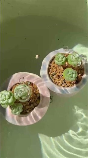 How to Water Succulents Correctly (Stop Killing Your Plants!)
