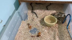 Mojave rattlesnakes ( Crotalus scutulatus scutulatus) born on venom production line. Five babies and four slugs ( infertile egg mass). | Kentucky Reptile Zoo