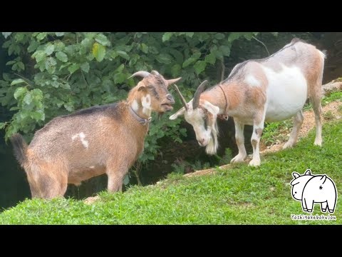 Castrated Goat Still Loves! Hilarious Strange-Voiced Mating Attack