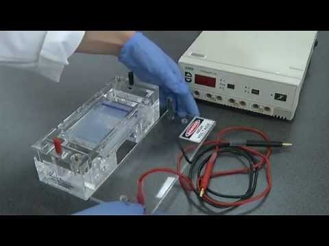 Casting and running agarose gels