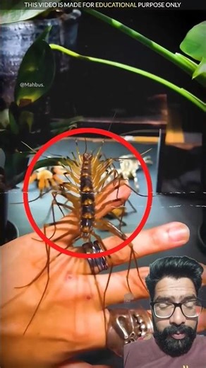 Is kide ko kabhi mat marna 😱 #facts #insect #shorts #viralvideo
