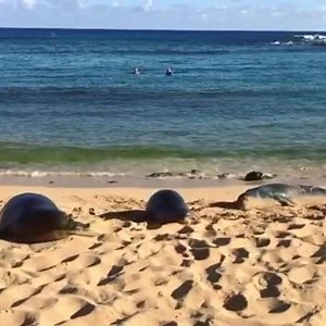 10K views · 1.1K reactions | Lovely Hawaiian Monk Seal.  | Experience Hawaii Media | Facebook