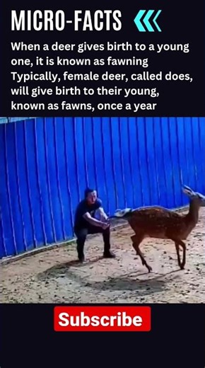 Deer giving birth to fawns #animalshorts #wildanimals