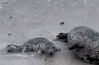 Seal Pup and Mama Scoot Up California Beach to Find Peaceful Lactation Spot