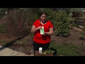 Black Spot & Anthracnose