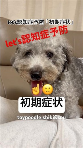 let's認知症予防「初期症状」#トイプードル