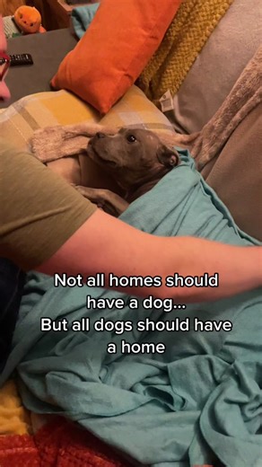 She deserves this❤️ #rescuedog #adoptadog #sealdog #bluestaffy