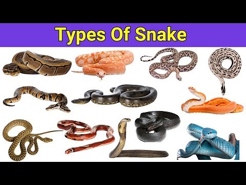 Snakes Name| Learn 20 Different Types Of Snakes Names In English | Snakes