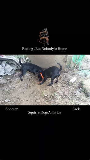 Ratting with Jack and Snooter Dog #rathunt #rathunting #rating #rat #ratnagiri