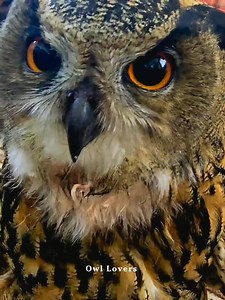 Owl eating food 🦉🌸 #owl | Owl Lovers