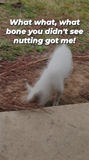 Patch hiding bones #share #viral #dogs #funnydogs #christmas #shorts #music #youtubeshorts #trending