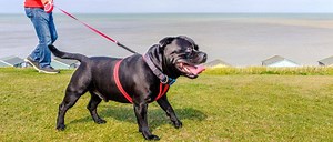 4 Reasons to Buy a Retractable Leash For Your Dog