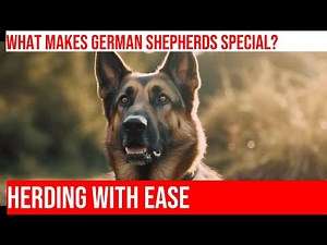 Herding Sheep with German Shepherds: Precision & Control