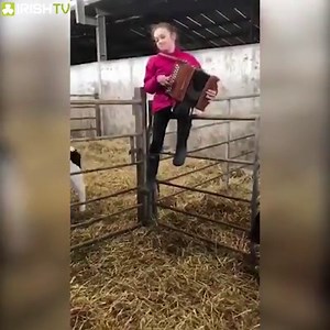 Ten-year-old Eimear Clancy from Tubber, Co Clare, beating the isolation blues by playing her calves a few tunes🎼 | Irish TV