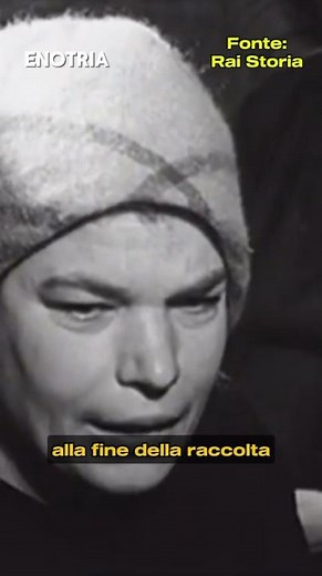 The strength of Calabrian women during the olive harvest🫒 #calabria #culture #history #italy