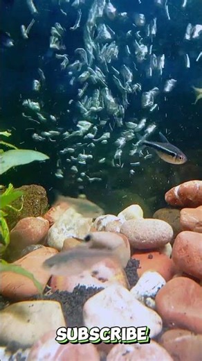 🍃💦 Quiet Oasis Tank – Natural Water Calm