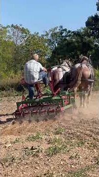Why Draft Cross Horses Are the Jack-of-All-Trades