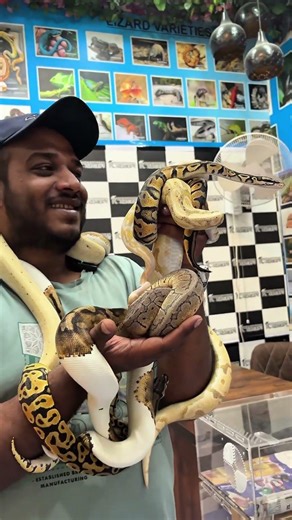 Ball Pythons #karnatakaaquarium #reptiles #endangeredanimals #wildlifeeducation #reptileworld #snake