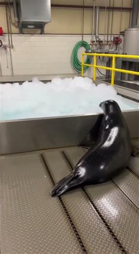 Black Seal vs. Giant Foam Pit: Satisfying Jump! ☁️