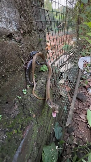 Baby Cobra vs Black Scorpion #snake
